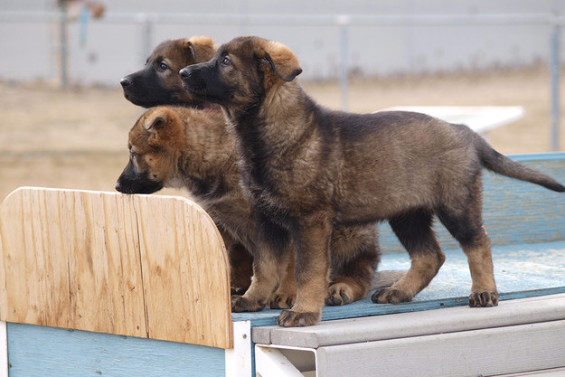 The RCMP is once again asking Canadian kids to come up with names for a fresh batch of future police pups.