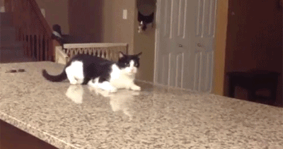 The Sass Cat