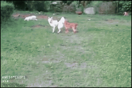 The Hedge Jump