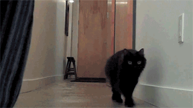 The OMG Balloon Cat!