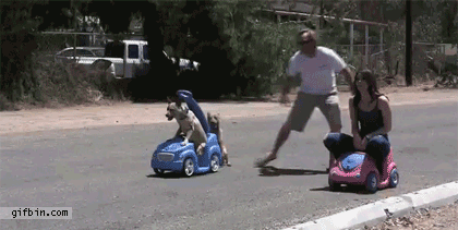 The Dog Race!