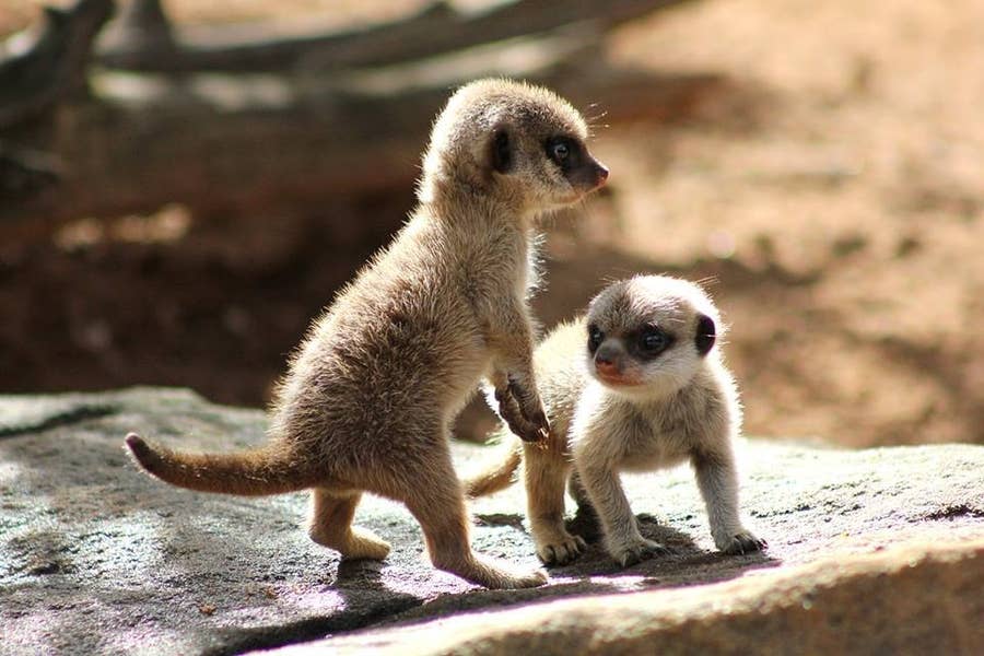 超カワイイ ミーアキャットの赤ちゃんが外出
