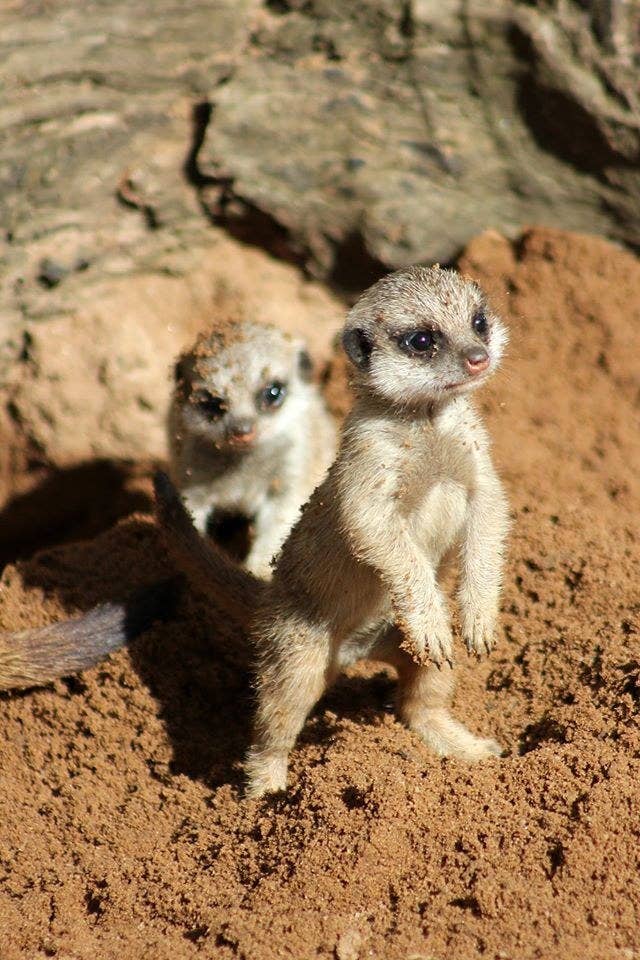超カワイイ ミーアキャットの赤ちゃんが外出