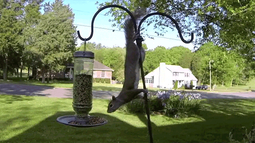 The squirrel who almost made it
