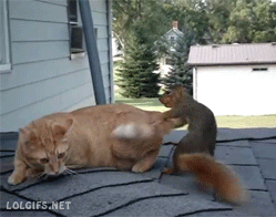 The squirrel who loves cats