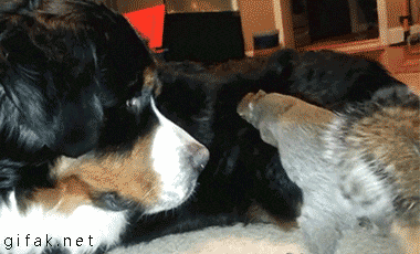 The squirrel who wanted to hide a pecan in a dog's fur
