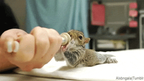 The baby squirrel