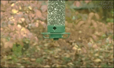 The acrobatic squirrel