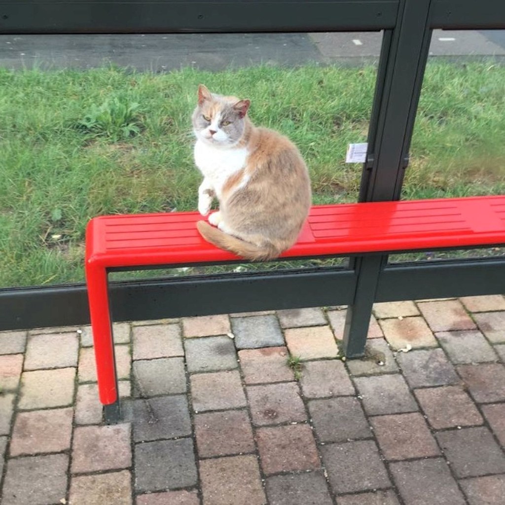 People Have Set Up A Memorial For A Bus-Stop Cat Who Was Viciously Killed