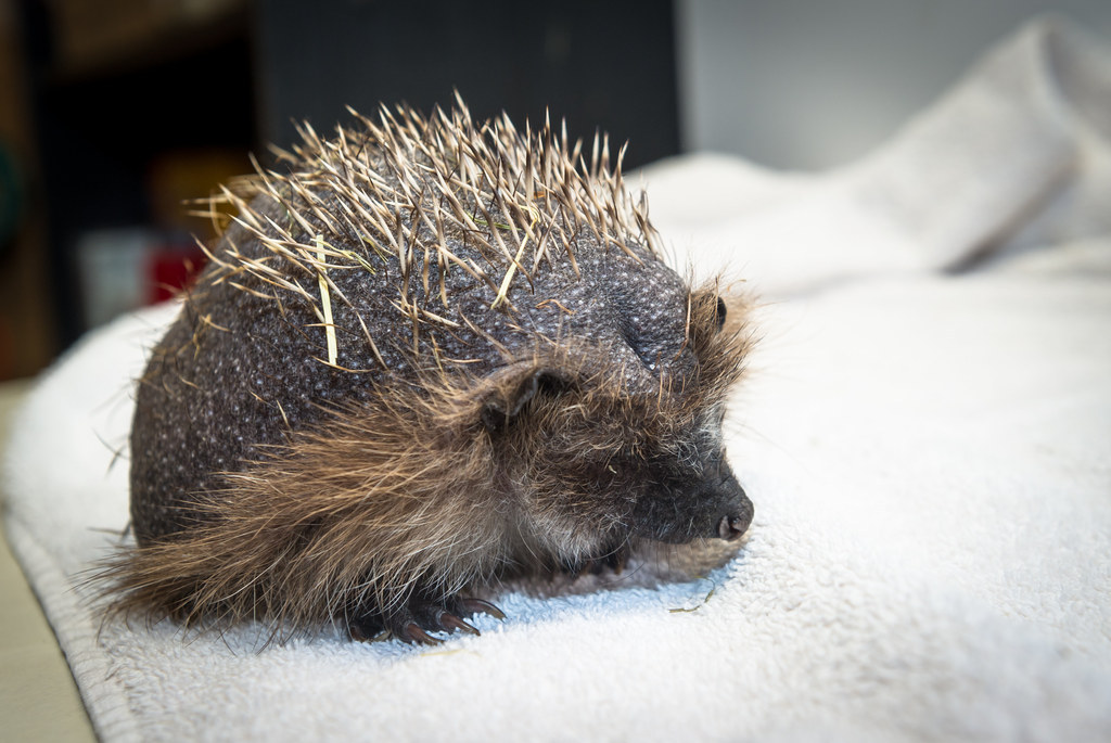 トラウマで針を失くしたハリネズミの赤ちゃん