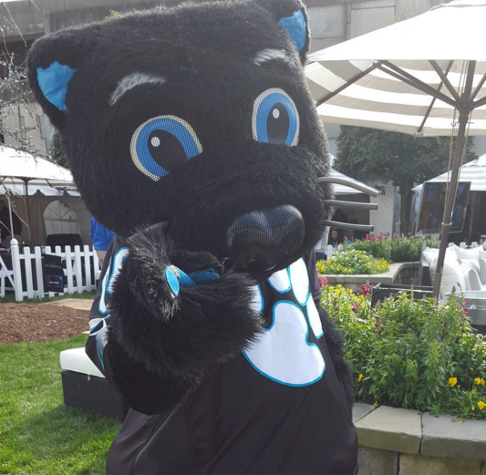 Sir Purr of the Carolina Panthers Mascot Costume from National Football  League