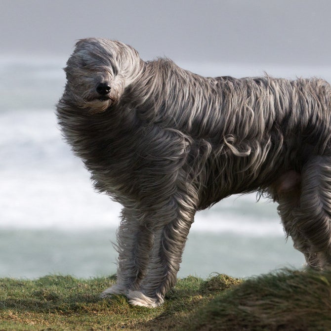 Bruno, a bearded collie cross, walks in the wind in Newquay.