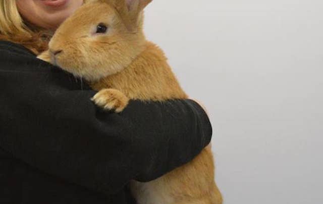 犬のように大きなウサギの飼い主 募集中