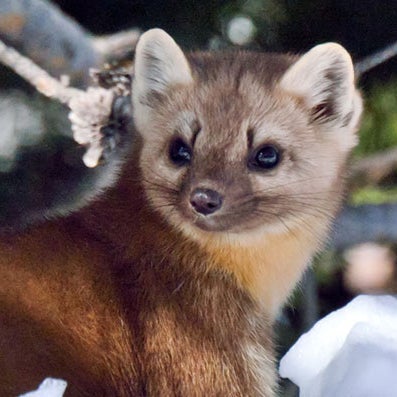 This Video Of A Marten Hunting Down A Hare In Northern Quebec Is Brutal ...