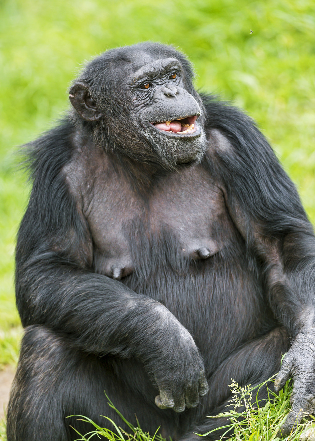 Gorilla masturbates
