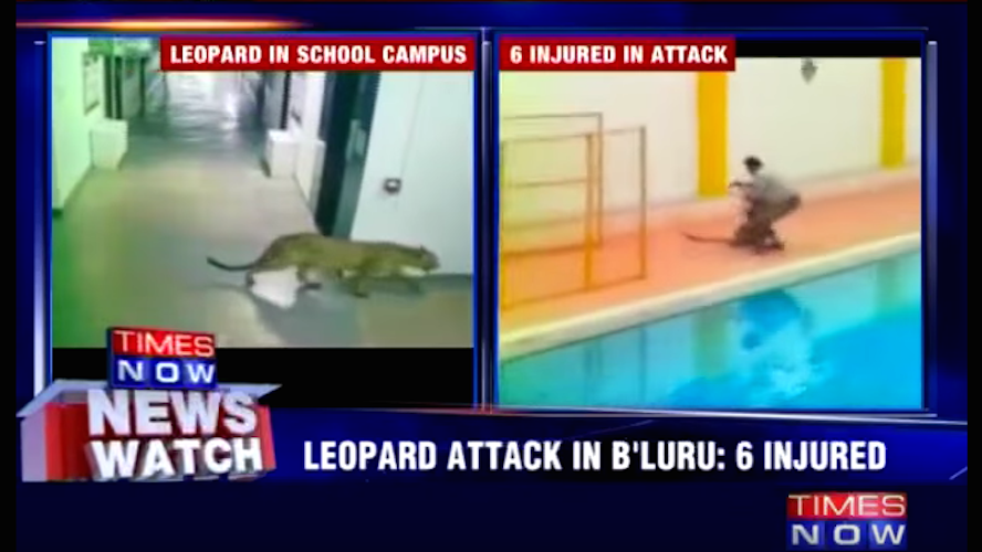 Leopard