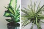 15 Beautiful House  Plants  That Can Actually Purify Your 