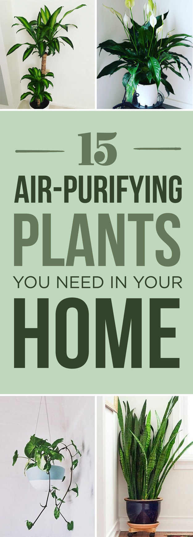 15 Beautiful House Plants That Can Actually Purify Your Home
