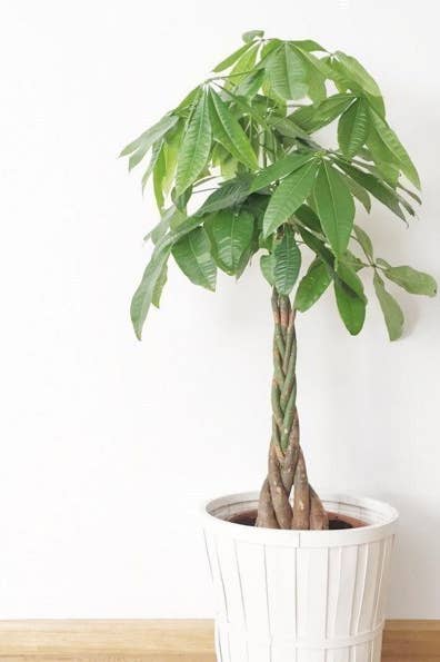 15 Beautiful House Plants That Actually Purify Your Home