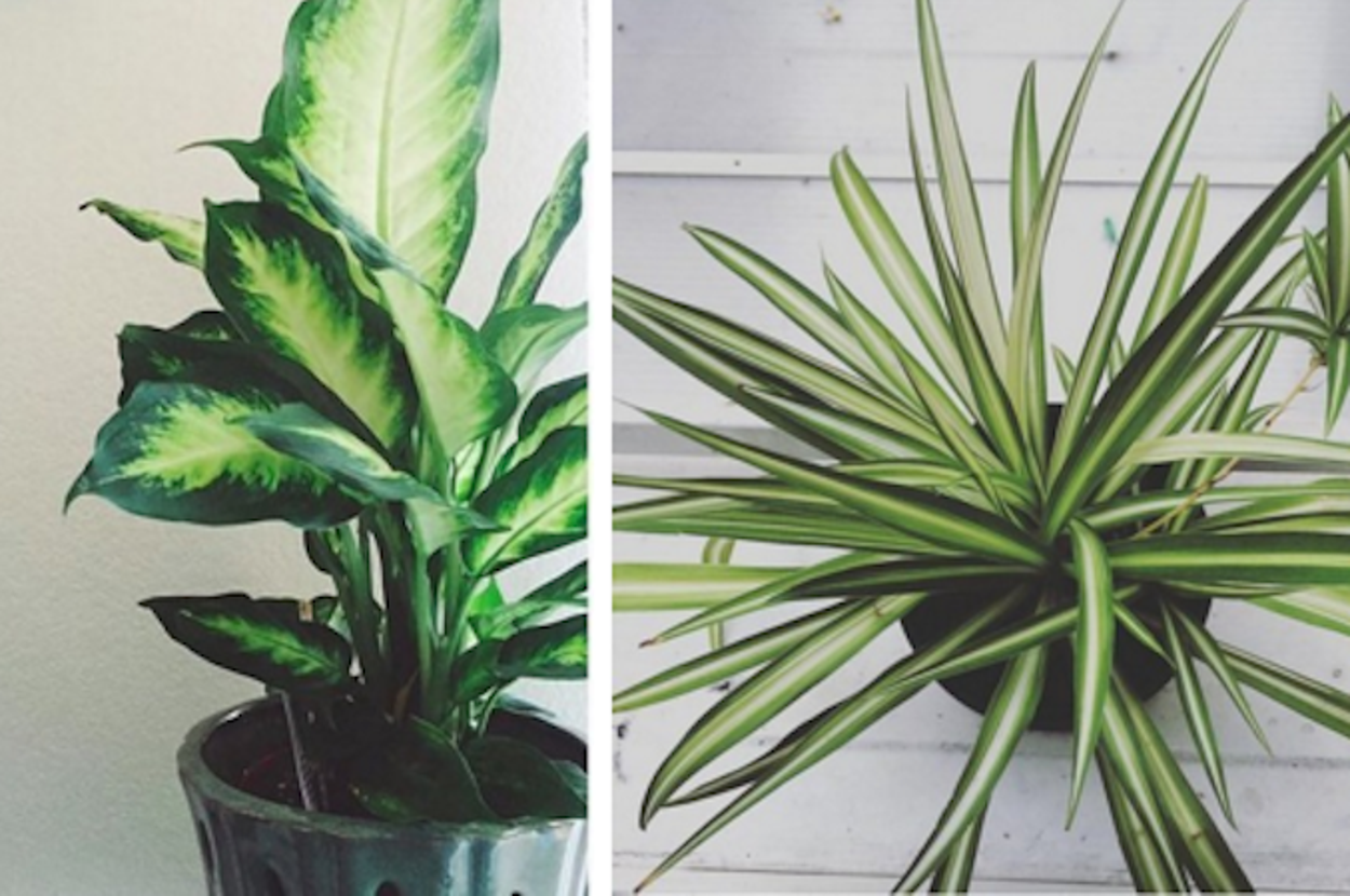 janet craig dracaena Dracaena deremensis 'Janet Craig' – Adplants
