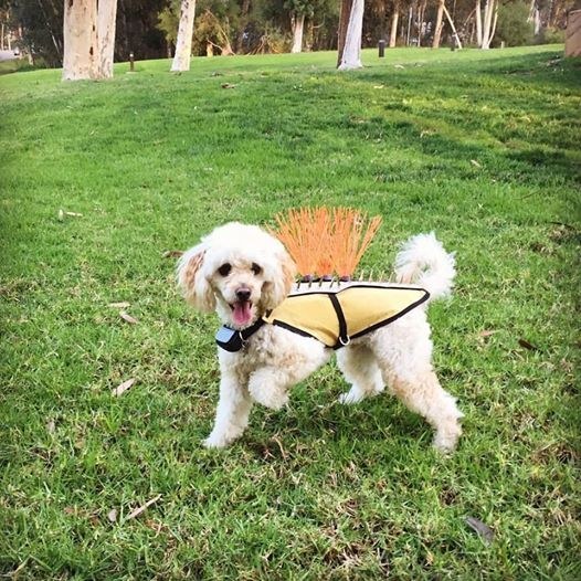 coyote shirt for dogs