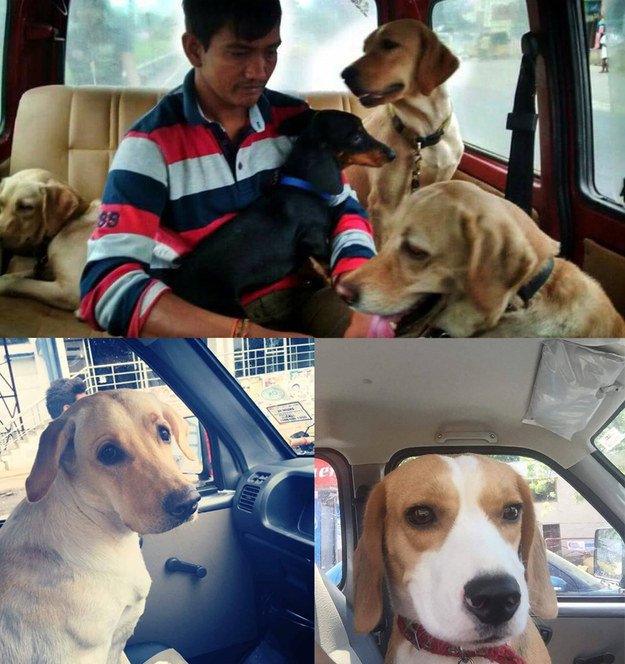 An NGO shuttles dogs to Bangalore to keep them safe and dry through Chennai's floods.