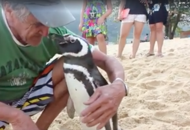 You've probably seen the story of Dindim the penguin around. It's extremely viral.