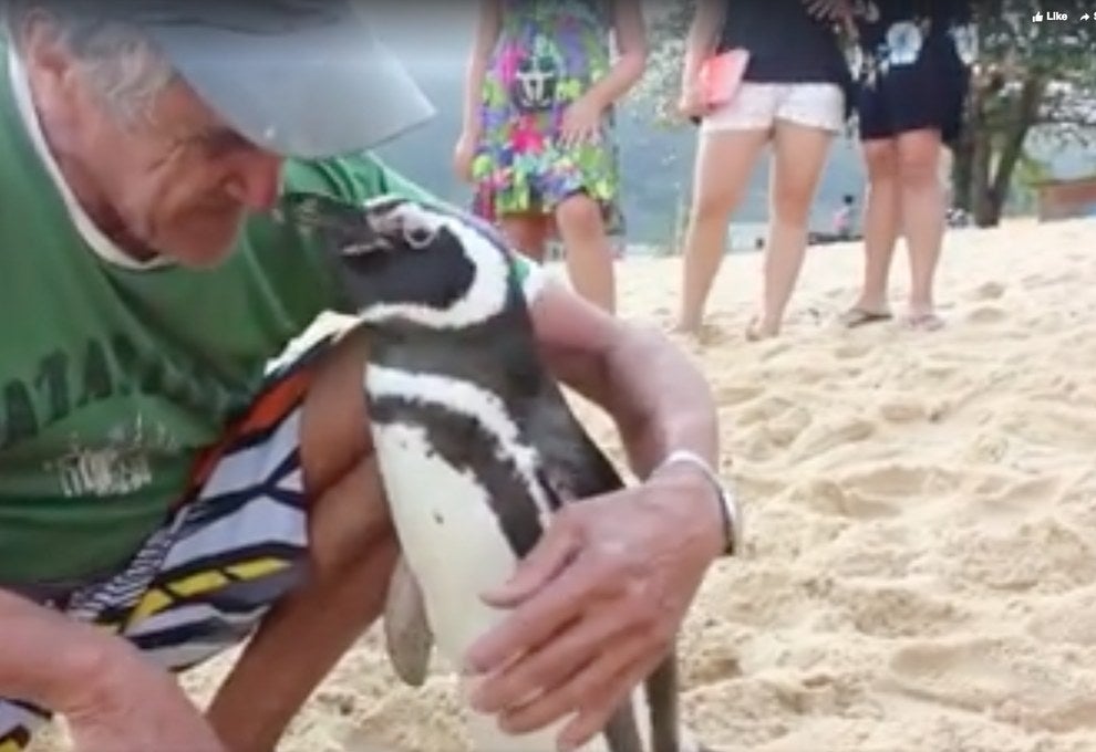 A Scientist Says That Story About The Penguin Who Swims Home To His Friend  Was Misreported