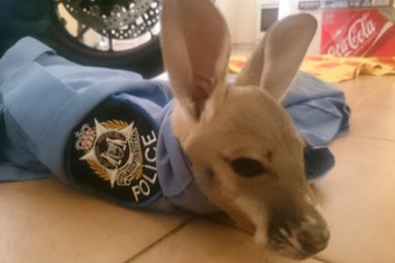 Policiais adotaram um adorável canguru órfão que agora vai ajudá-los a lutar contra o crime