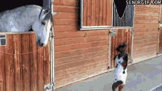 12 Struggles Of Buying Your First House, As Told By Goats
