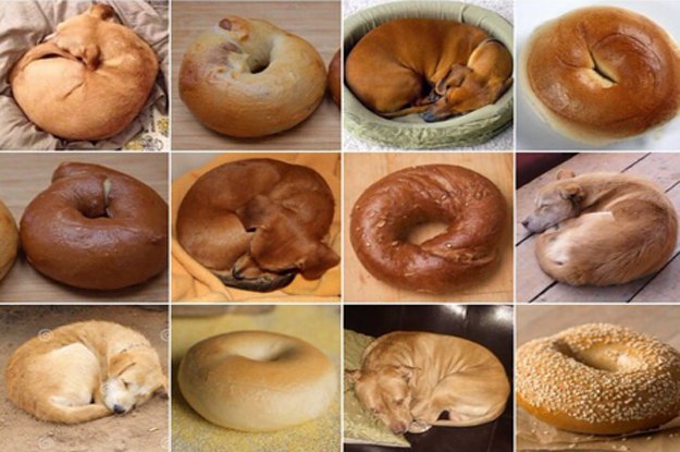 The Latest Huge Meme Is About Dogs That Look Like Food