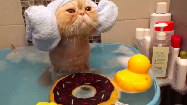 This cat is luxuriating in the bath with a rubber ducky and a donut toy.