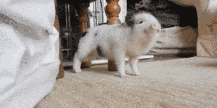Ce bébé cochon danse mieux que vous sur «Work» de Rihanna