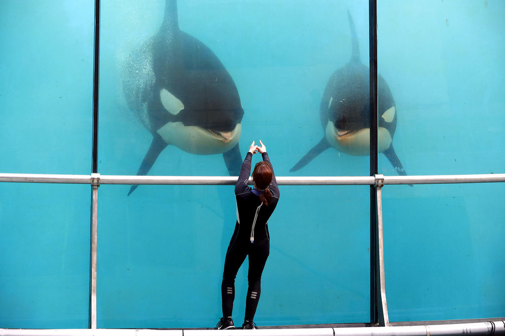 An employee of the Marineland theme park in the French riviera city of Antibes, France, trains orcas in a pool of water.