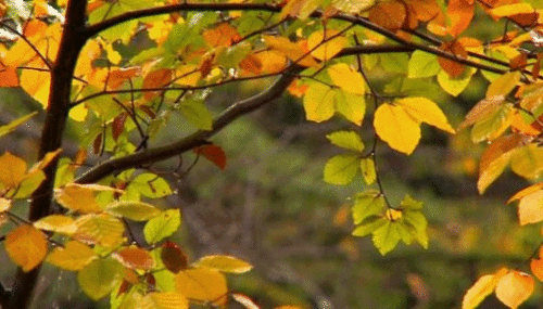 Autumn