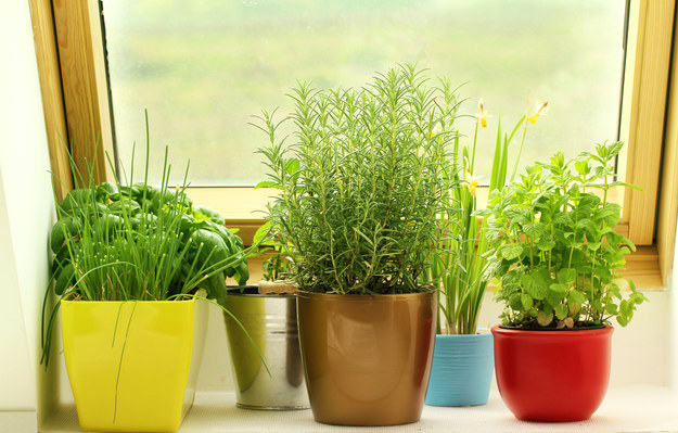 Herbs