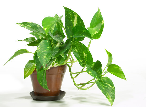 Pothos