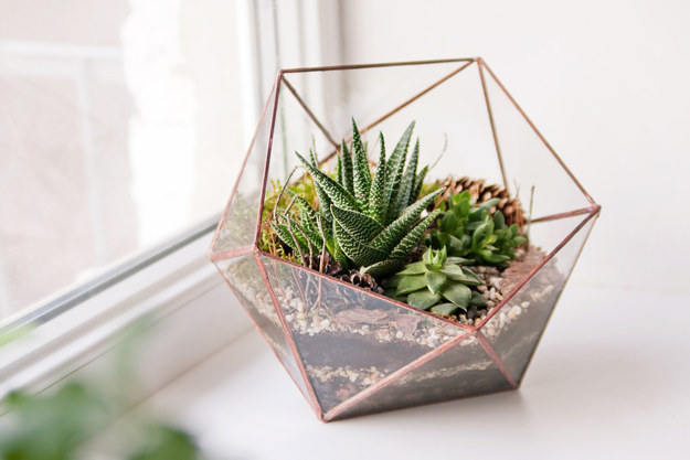 Succulent