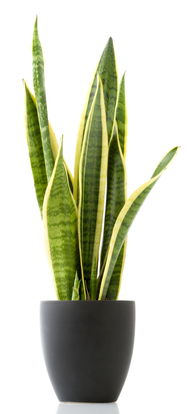 Snake Plant