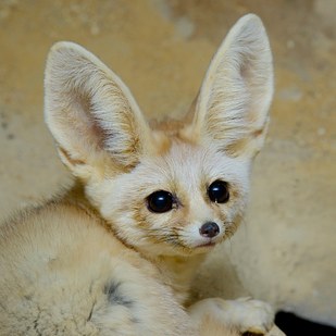 Watch These Adorable Big-Eared Fox Siblings Being Bottle-Fed - BuzzFeed ...