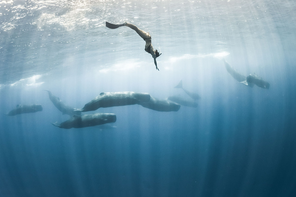 These jaw-dropping photographs were taken while free-diving with whales in Sri Lanka.