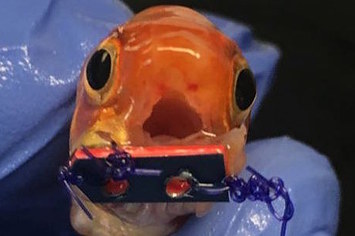 Esse adorável peixinho ganhou um aparelho ortodôntico minúsculo para poder comer