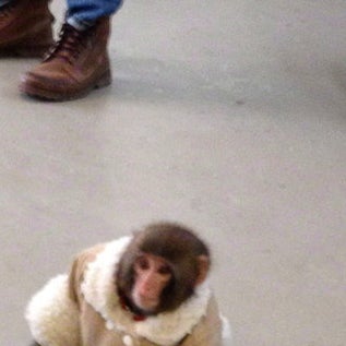 Ikea monkey.
