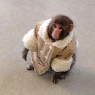 Ikea monkey.