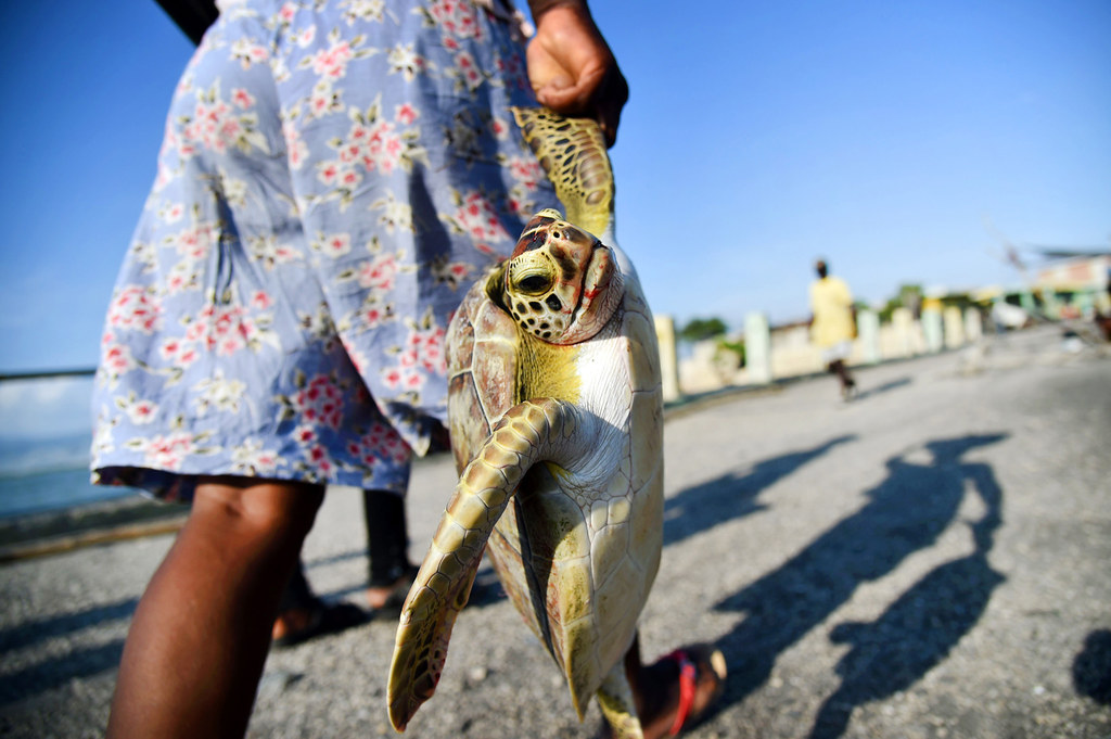 A woman carries a sea turtle purchased from fishermen at the Soleil Wharf in Cité Soleil, Port-au-Prince. Fishermen sell their catches at the Soleil Wharf, which in turn is sold at small markets within the city.
