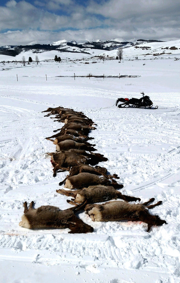 Wyoming wildlife officials discovered a pack of wolves slaughtered 19 elk on Tuesday in what appears to be a rare case of a sport killing, according to the Associated Press.