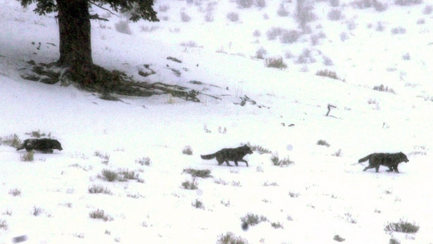 Lund told CNN that wolves typically eat what they kill or come back later to feed. But in this case, the elk carcasses were left barely touched.