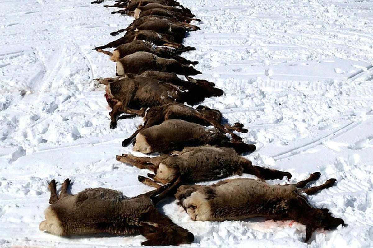 A Pack Of Wolves Killed 19 Elk In A Rare Surplus Killing