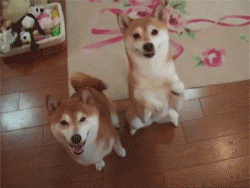 Wow! You know your Shiba Inu's and roasted marshmallows so well!