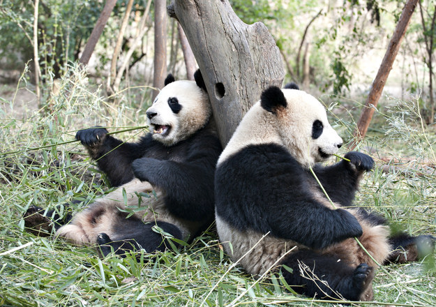 Two Pandas Being Lazy And Eating Stuff